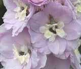 DELPHINIUM GUINEVERE Delphinium Cultorum - 50 Bulk Seeds Garden Plants