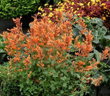 50+ AGASTACHE ARIZONA SUNSET FLOWER SEEDS / PERENNIAL / LONG LASTING Garden Plants