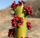 Euphorbia caducifolia SEEDS - Leafless spurge | Euphorbia Green Plant