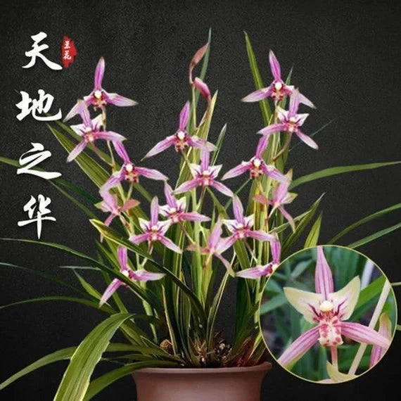 Fragrant cymbidium orchid plant with pink star-shaped flowers and green leaves