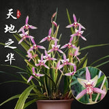 Cymbidium Ensifolium ÔTian Di Zhi HuaÕ, __ ÔÕ____ Very Fragrant,collectibles8899  100% positive (3.9K) Orchids