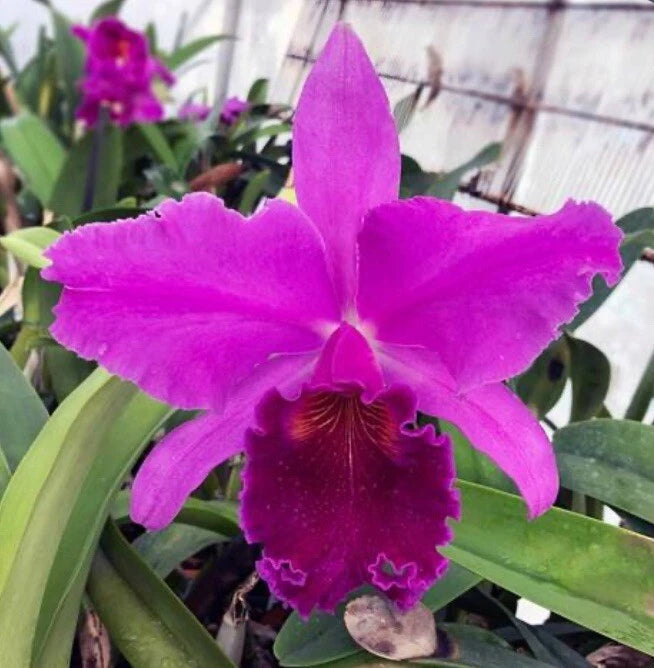 Purple orchid bloom with ruffled petals and green leaves