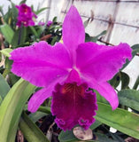 Cattleya Rlc Mem Crispin Rosales X Leslie Brickell Orchid New Lead 1.5Ó Pot Orchids