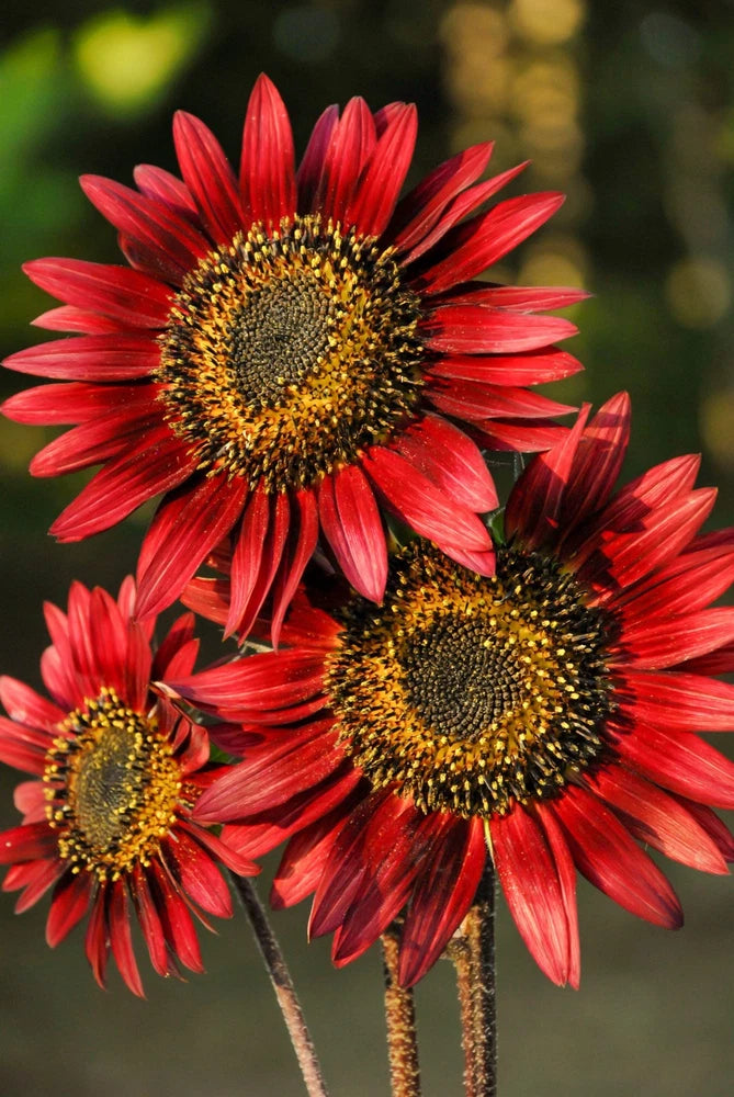 25 RED SUN SUNFLOWER Helianthus Annuus Flower Seeds Flowering Plants