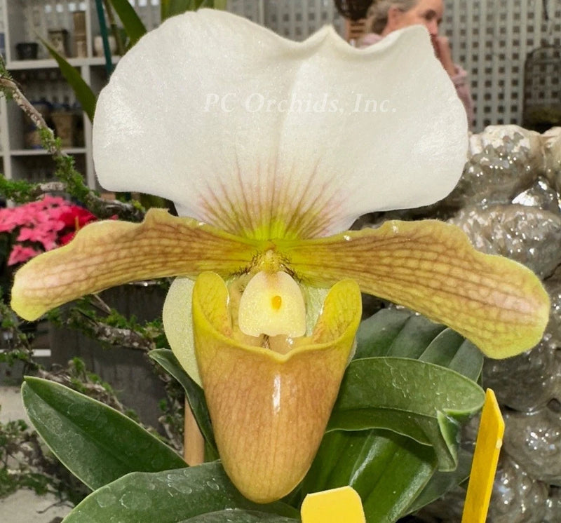 Paphiopedilum orchid with white hood and yellow green spotted petals, green leaves