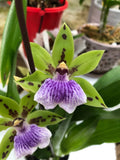 (715-2) Zygoneria Adelaida Meadows (Z.Titanic x ZGA Dynamo)    FS  fragrant Orchids