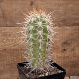 D2758 CEREUS POCHO OLD pot12-H20-W8 cm MaMa Cactus Green Plant