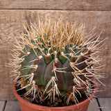 D3866 GYMNOCALYCIUM EURYPLEURUM 20 YEARS OLD pot16-H13-W16 cm MaMa Cactus Green Plant