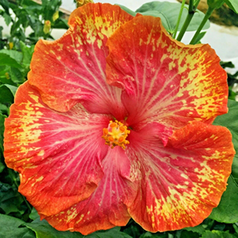 __ MADAGASCAR HIBISCUS MOSCHEUTOS Hibiscus seedpack Rose Of Sharon HS790 Orchids