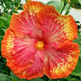 __ MADAGASCAR HIBISCUS MOSCHEUTOS Hibiscus seedpack Rose Of Sharon HS790 Orchids