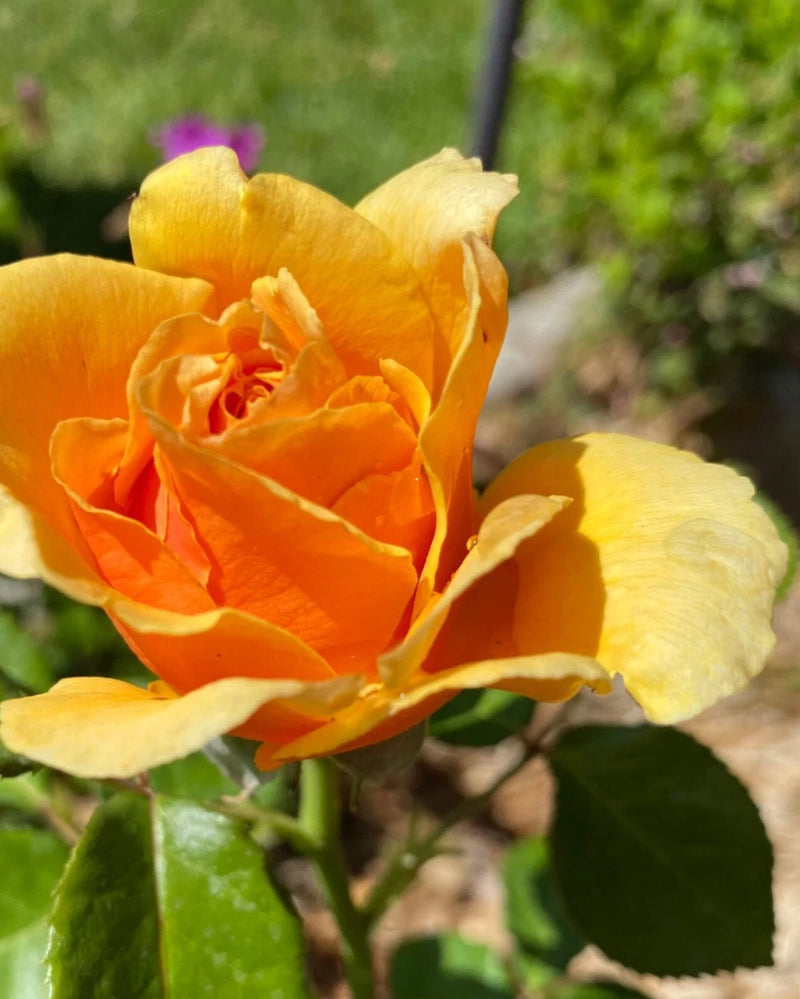 Yellow Apricot Rose 5 Cuttings for Rooting/Grafting FREE QUICK SHIP Flowering Plants
