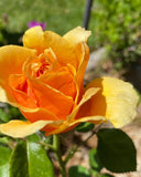 Yellow Apricot Rose 5 Cuttings for Rooting/Grafting FREE QUICK SHIP Flowering Plants