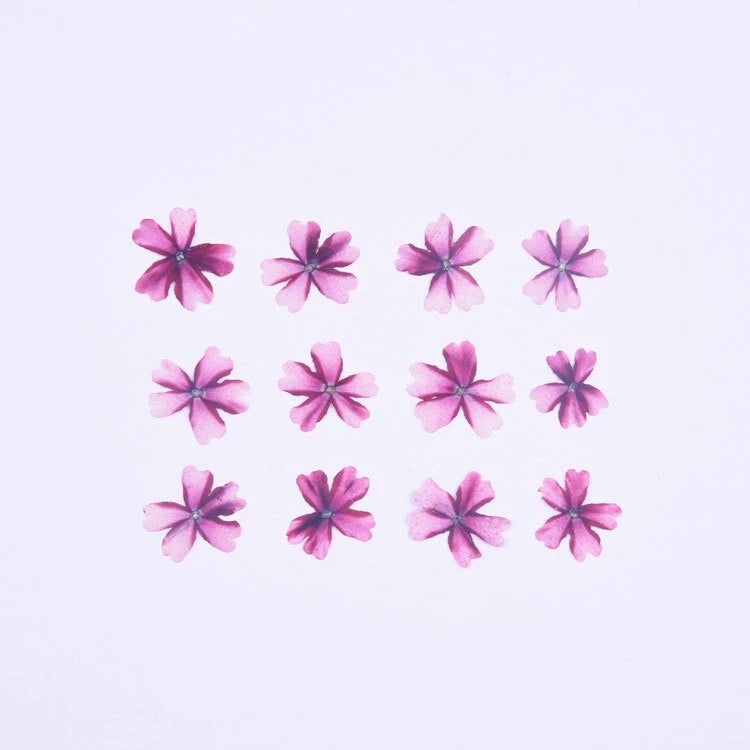 Set of 12 pressed pink cherry blossom dried flowers for crafts