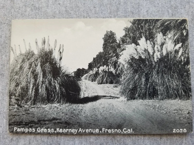 Fresno CA Kearney Avenue Pampas Grass Dirt Road Postcard c1910s Pampas Grass