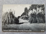 Fresno CA Kearney Avenue Pampas Grass Dirt Road Postcard c1910s Pampas Grass