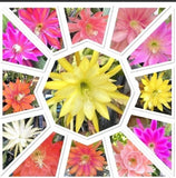10 Assorted Mystery Unknown Colors Epiphyllum Cuttings Orchid Cactus Succulents Orchids