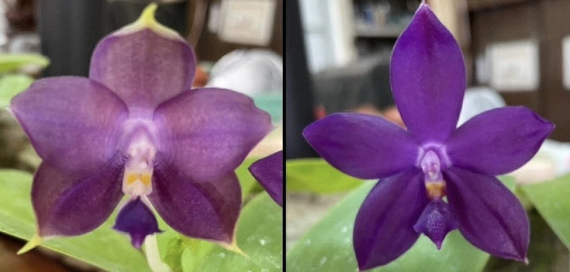 QA178 Phal. Mainshow Sapphire x Phal. Norman's Blue Jennifer Orchids