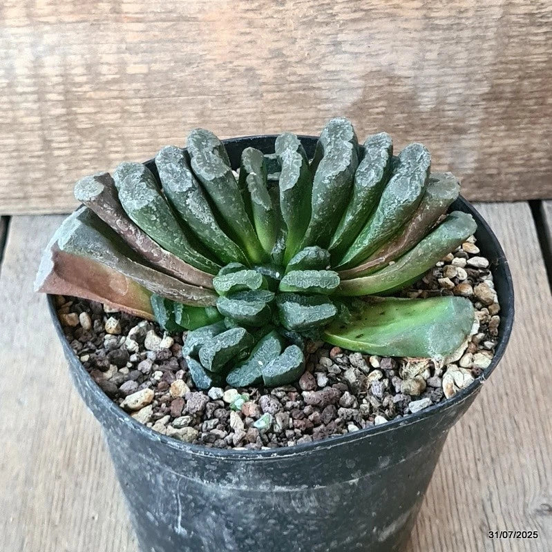 D5614 HAWORTHIA TRUNCATA pot14-H8-W13 cm MaMa Cactus Green Plant