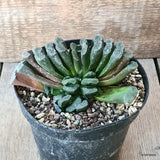 D5614 HAWORTHIA TRUNCATA pot14-H8-W13 cm MaMa Cactus Green Plant