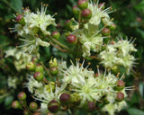 Lawsonia Inermis 200+ Seeds Henna Tattoos / Hair Dye L. Alba Fragrant Tree Shrub Flowering Plants