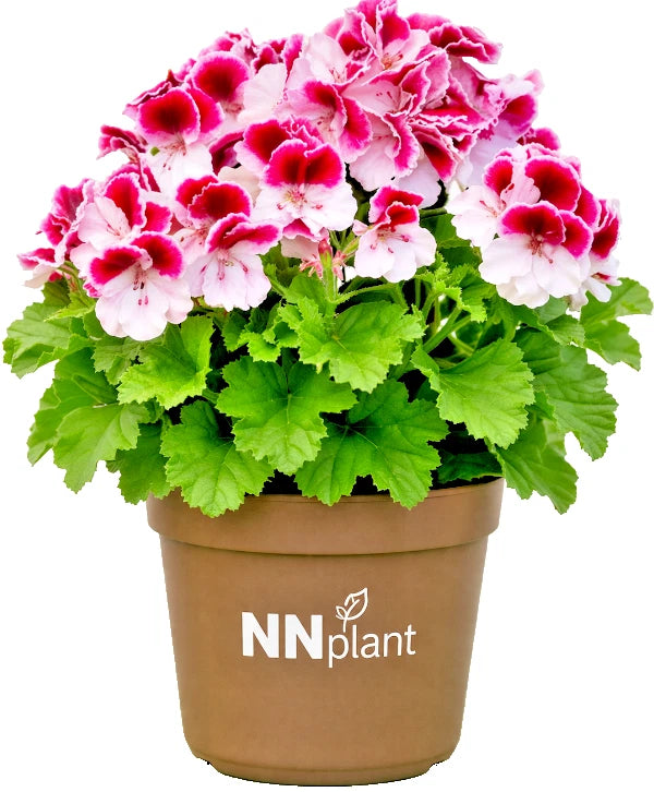 Bicolor geranium plant in pot, green leaves and pink-and-white flowers