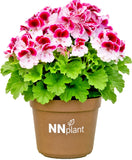Bicolor purple geranium 1 gal  Pelargonium graveolens L her orchid  white plant Orchids