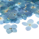 60-Pack Dried Pressed Flowers for Resin, Real Bulk Dry Floral [Blue White] Dried Flower