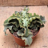D7662 KALANCHOE BEHARENSIS pot10-H9-W15 cm MaMa Cactus Green Plant