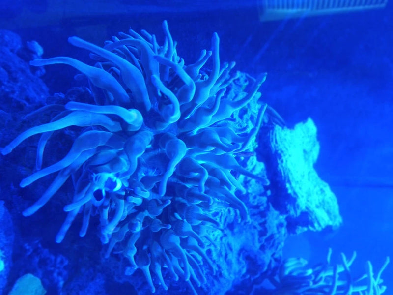 rainbow bubble tip anemone Big Anemone