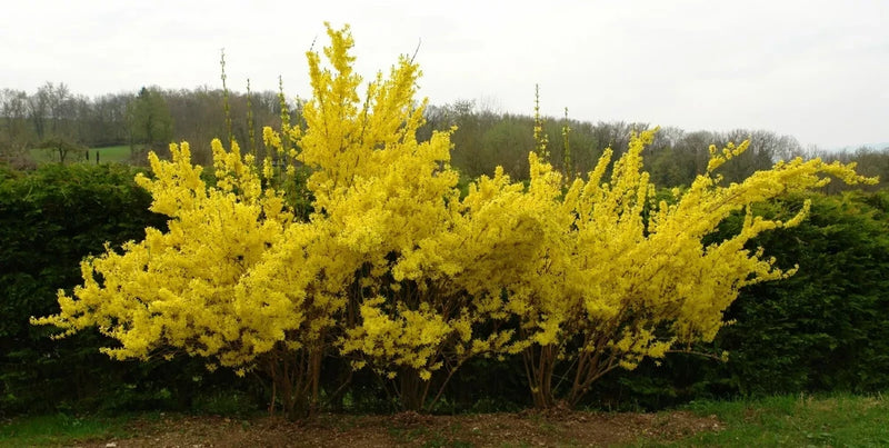 Weeping Forsythia {Forsythia suspensa}20+ SEEDS USA POST Flowering Plants
