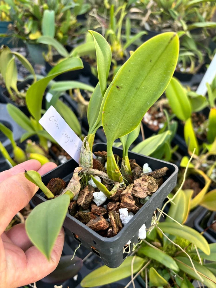 Green orchid plant in small black pot with thick roots and a plant label