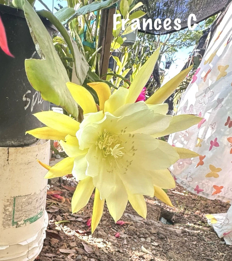 Yellow Epiphyllum orchid cactus flower with broad petals and green stems