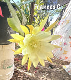 2 FRANCES C Epiphyllum Orchid Cactus Succulents Orchids