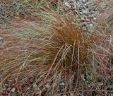 SEDGE NEW ZEALAND ORANGE PRAIRIE FIRE Carex Testacea - 100 Bulk Seeds Garden Plants