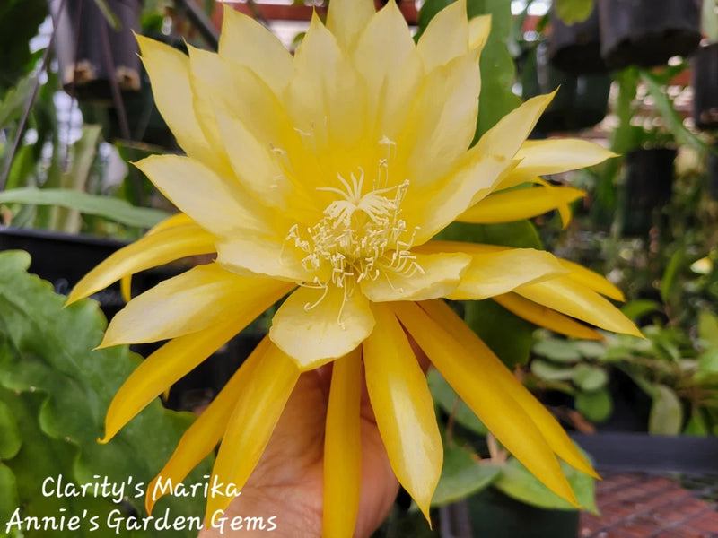 Yellow Epiphyllum orchid flower with layered petals and pale center