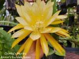 Clarity's Marika Epiphyllum Unrooted Cuttings - 8 to 10 inches long Orchids