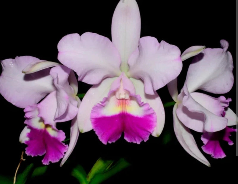 Live orchid plant with three pink and white blooms, magenta centers, and green leaves
