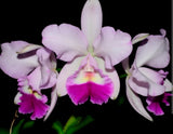 Rhyncattleanthe Machalena Live Orchid Pink White Live Plant Cattleya Orchids