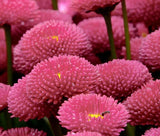 ENGLISH DAISY ROSE Bellis Perennis Super Enorma - 100 Seeds Garden Plants