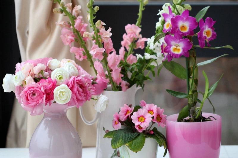 Primrose, ranunculus, orchid, gillyflower, flowers, beauty 4k Poster Ranunculus