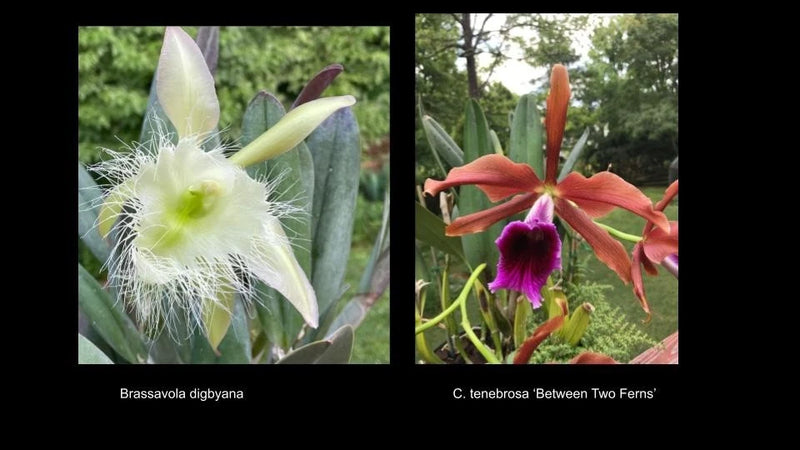 Cattleya orchids: white fringed bloom and red-orange/purple bloom on green leaves