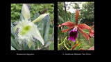 Rhyncholaeliocattleya Helen (tenebrosa x digbyana) cattleya orchid Orchids
