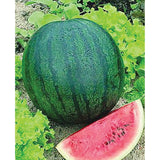 25+ SUGAR BABY WATERMELON FRESH FOR GARDENS NON - GMO Garden Plants