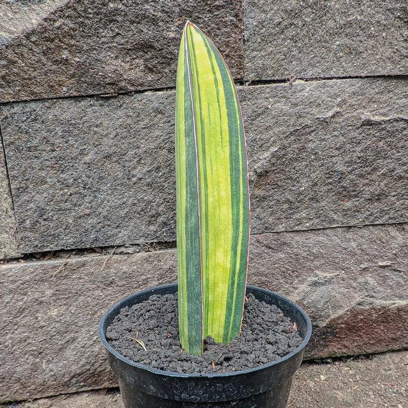 Real Pict Sansevieria Baseball Bat Variegated Rare Uniqe Snake Plant Flowering Plants