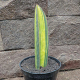 Real Pict Sansevieria Baseball Bat Variegated Rare Uniqe Snake Plant Flowering Plants