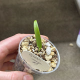 Cynorkis Lowiana Seedling #8 Terrestrial Orchid Orchids