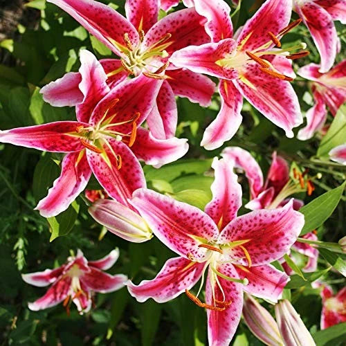 Pink and white oriental lily flowers with red speckles and yellow stamens