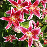 Stargazer Oriental Lilies (12 Pack of Bulbs) - Freshly Dug Flower Bulbs Lily