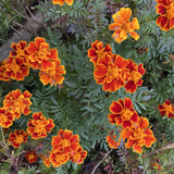 Beautiful Marigold SEEDS  flower GARDEN annuals Orange  Yellow  600 seeds Garden Plants