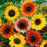 AUTUMN BEAUTY SUNFLOWER MIX - 100 SEEDS - FRESH FOR GARDENS Flowering Plants